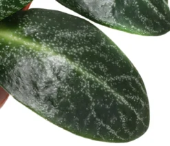 Bio Dickblatt - Crassula multicava