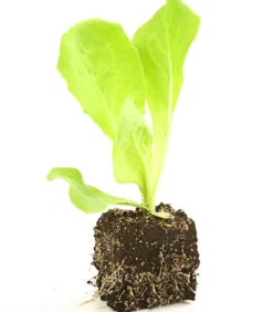 Bio Endiviensalat, 6er Schale