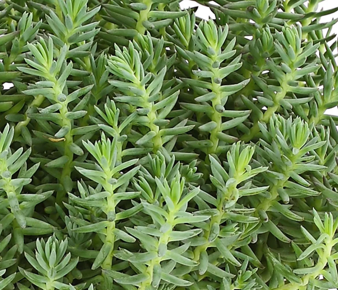 Bio Felsen-Fetthenne