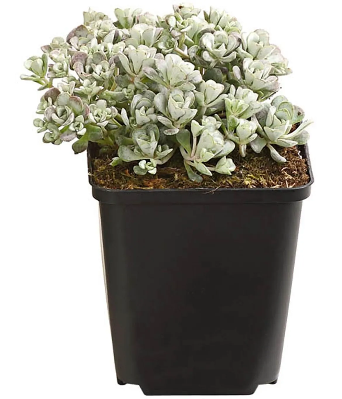 Bio Fetthenne 'Cape Blanco'