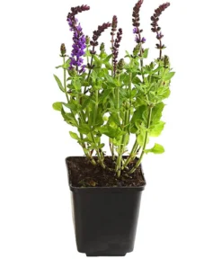Bio Gartensalbei
