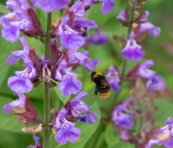Bio Gartensalbei