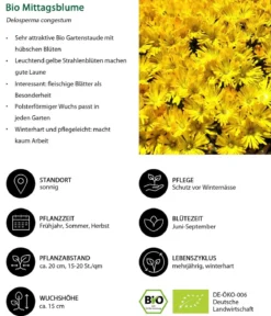 Bio Gelbe Mittagsblume