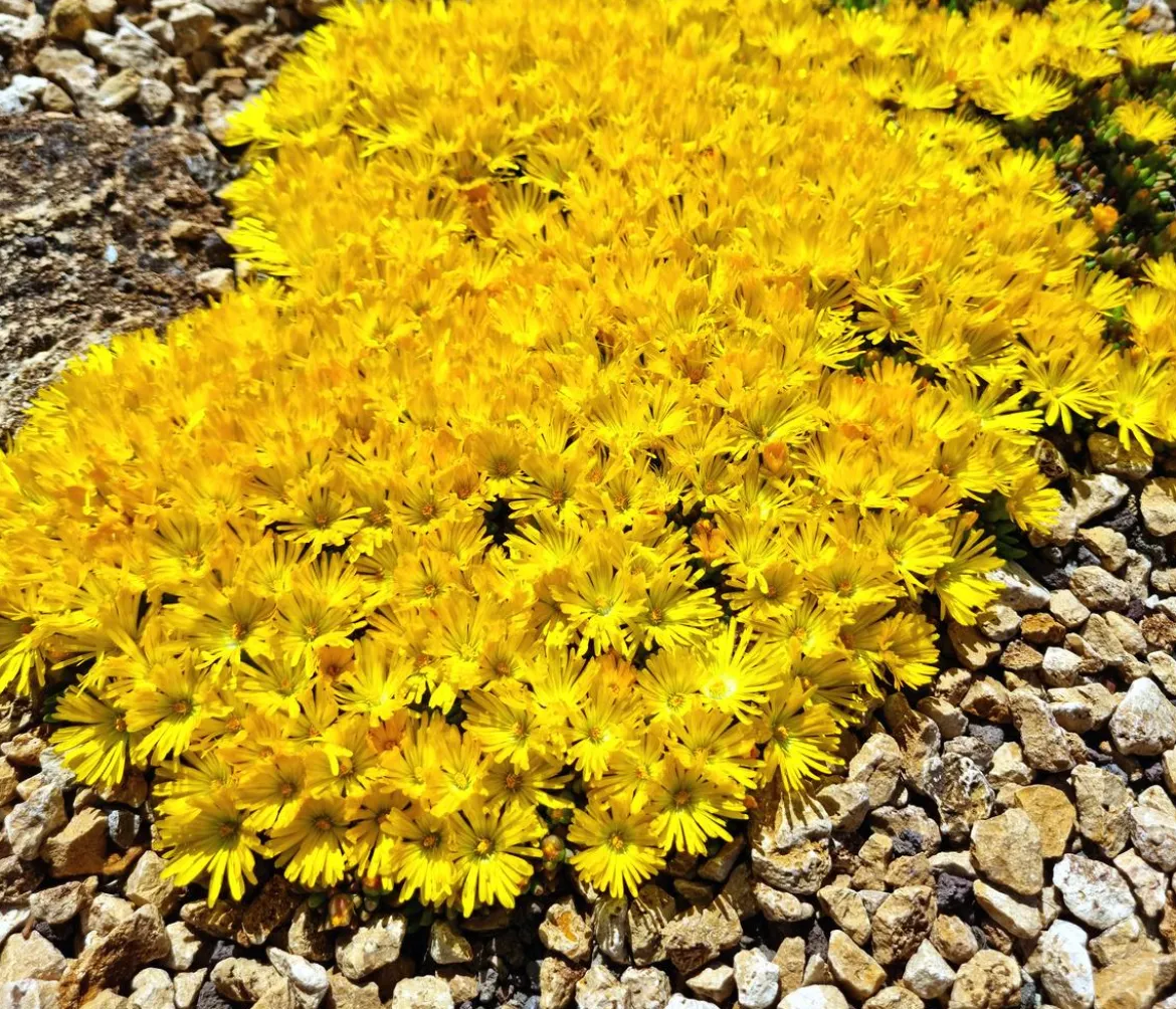 Bio Gelbe Mittagsblume