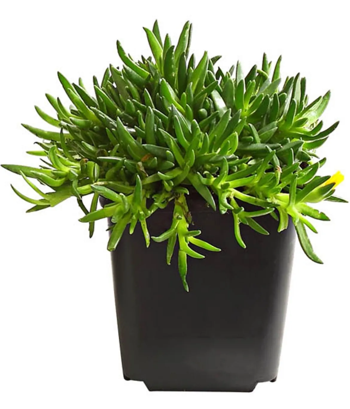 Bio Gelbe Mittagsblume