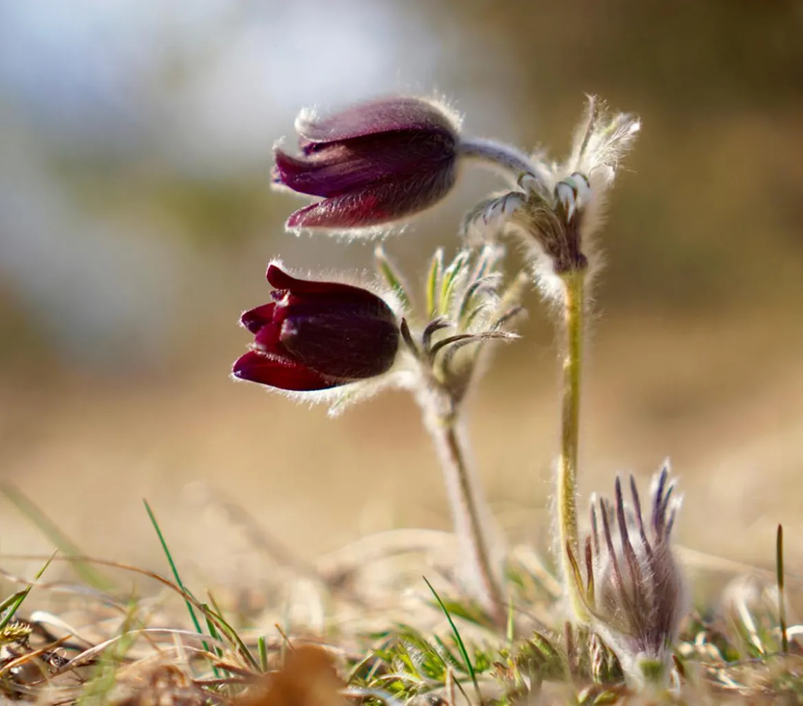 Bio Gemeine Küchenschelle, rot