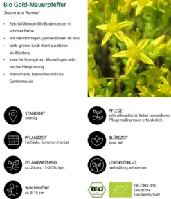 Bio Gold-Mauerpfeffer 'Aureum'