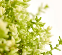 Bio Gold-Mauerpfeffer 'Aureum'