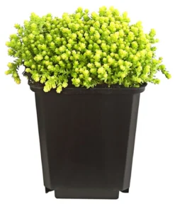 Bio Gold-Mauerpfeffer 'Aureum'