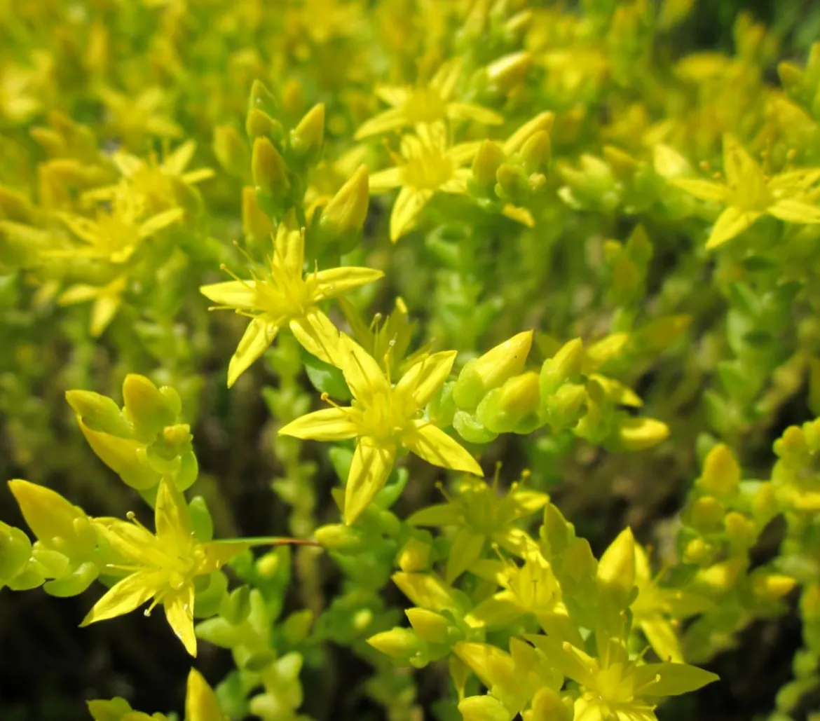 Bio Gold-Mauerpfeffer 'Aureum'