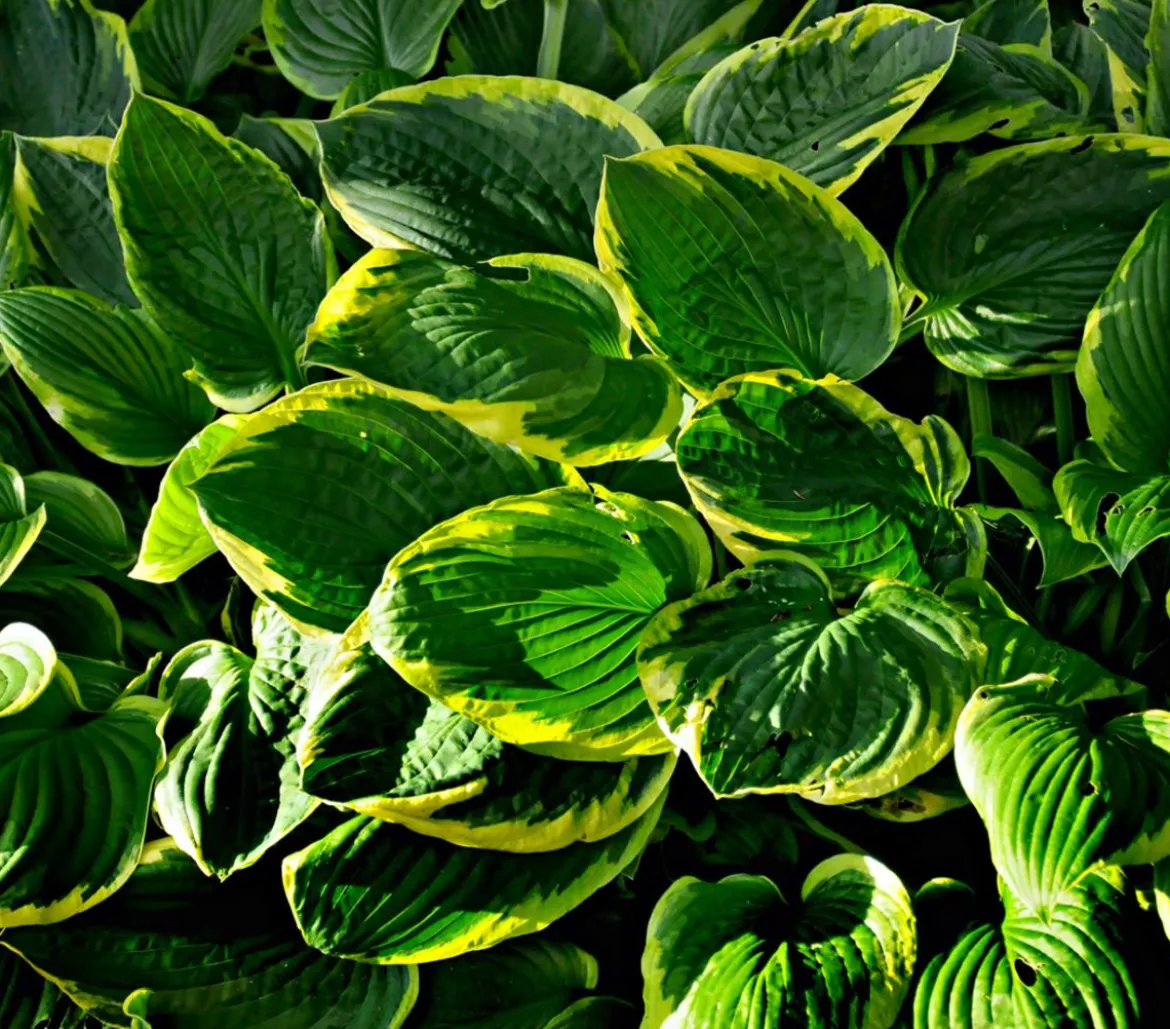 Bio Goldrandfunkie 'Aureomarginata'