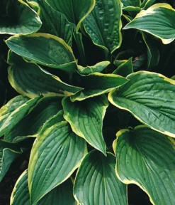 Bio Goldrandfunkie 'Aureomarginata'