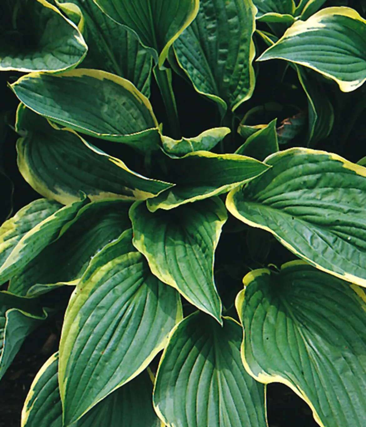 Bio Goldrandfunkie 'Aureomarginata'