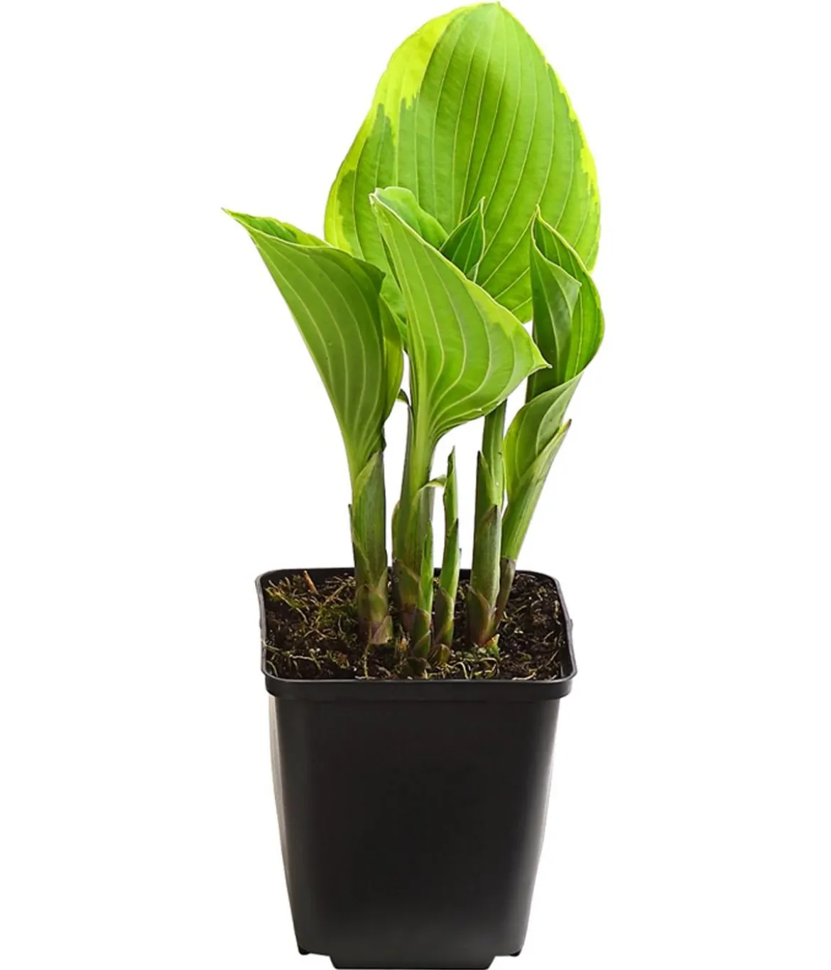 Bio Goldrandfunkie 'Aureomarginata'