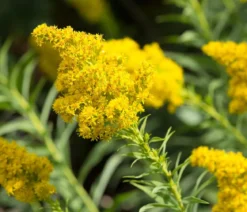 Bio Goldrute 'Goldkind'