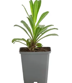 Bio Großblumige Magerite 'Banana Cream'