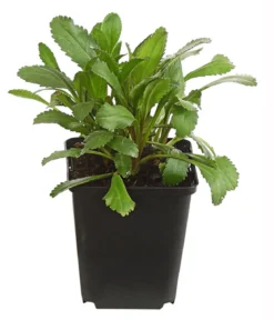 Bio Großblumige Margerite 'Alaska'