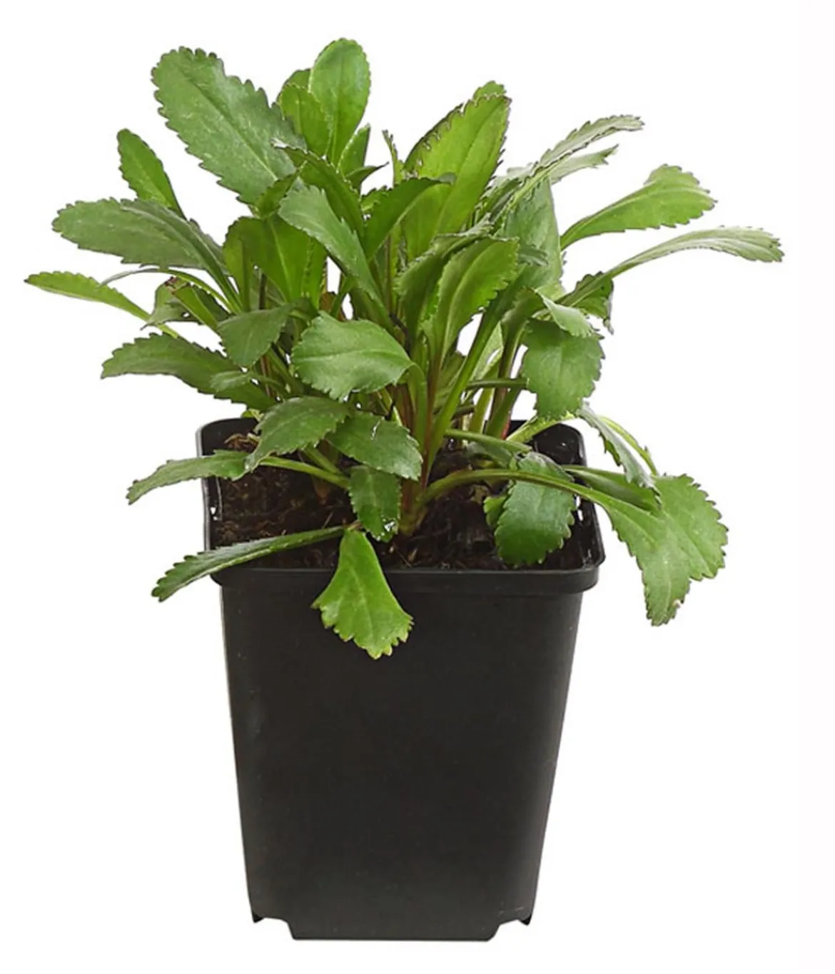 Bio Großblumige Margerite 'Alaska'