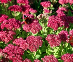 Bio Große Fetthenne 'Herbstfreude'