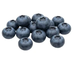 Bio Heidelbeere 'Hortblue Petite®'