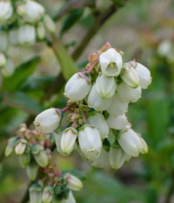Bio Heidelbeere 'Little Blue Wonder'