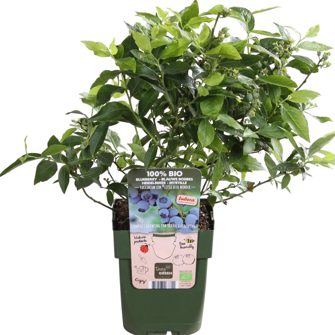 Bio Heidelbeere 'Little Blue Wonder'