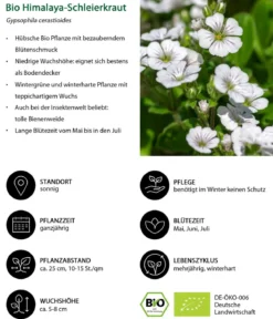 Bio Himalaya-Schleierkraut