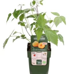 Bio Himbeere 'Autumn Amber®'