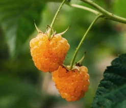 Bio Himbeere 'Autumn Amber®'