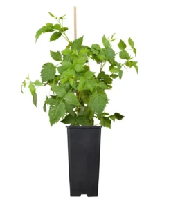 Bio Himbeere 'Autumn Belle'®