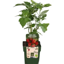 Bio Himbeere 'Heritage'