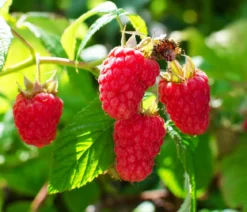 Bio Himbeere 'Heritage'