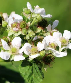 Bio Himbeere 'Lowberry® Little Sweet Sister®'