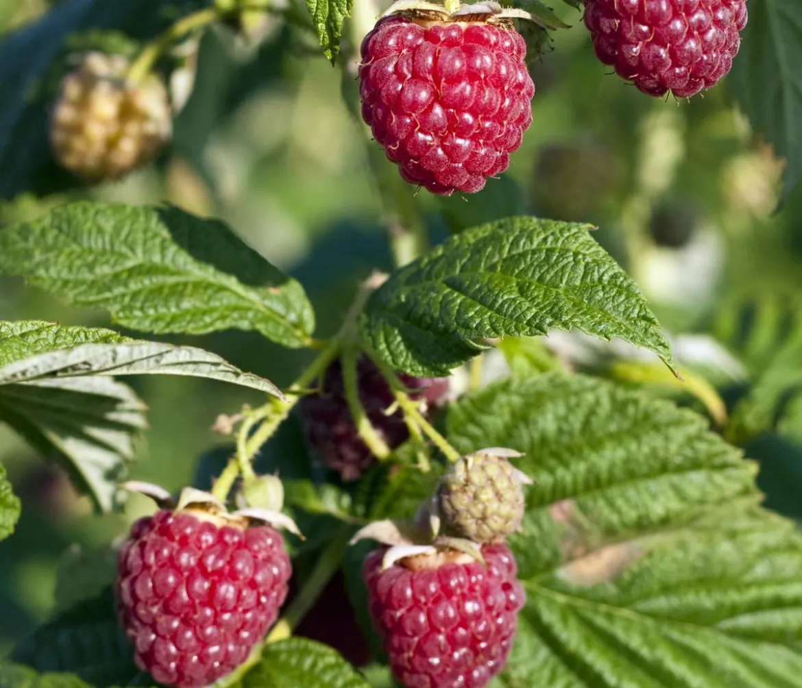 Bio Himbeere 'Lowberry® Little Sweet Sister®'