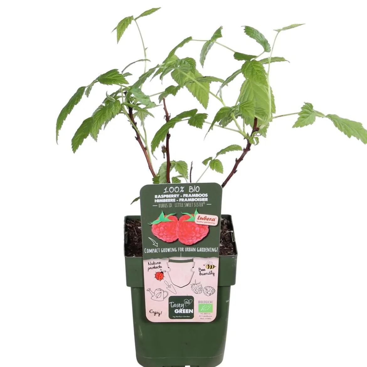 Bio Himbeere 'Lowberry® Little Sweet Sister®'