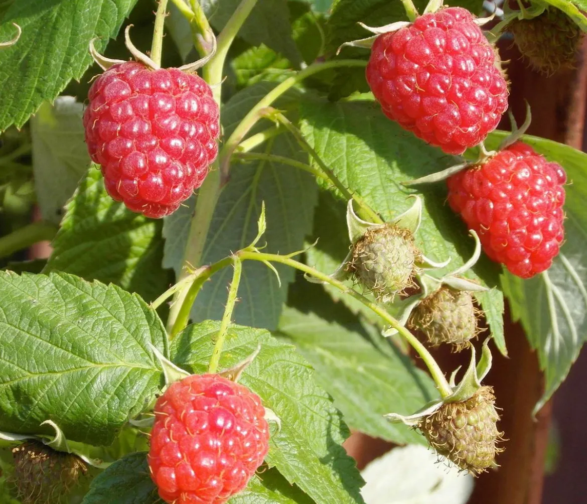 Bio Himbeere 'Malling Promise'