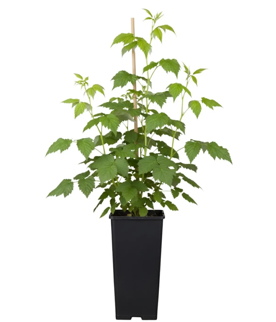 Bio Himbeere 'Sanibelle'®
