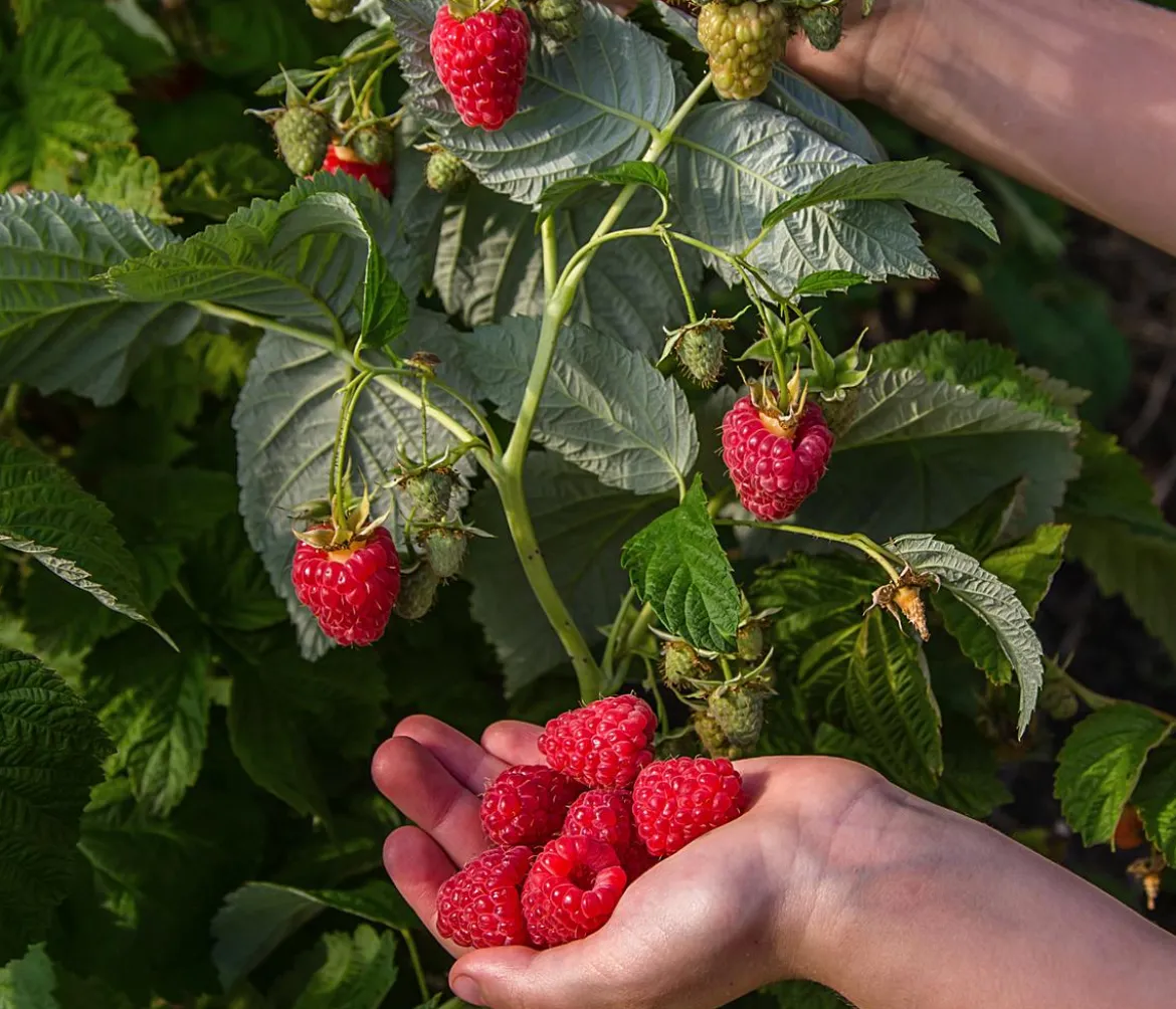 Bio Himbeere 'Sugana® Twotimer®', rot