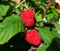 Bio Himbeere 'Tulameen'