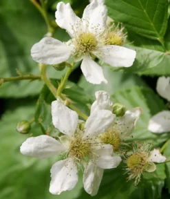 Bio Him-Brombeere 'Tayberry'