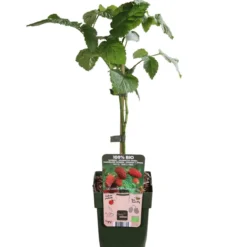 Bio Him-Brombeere 'Tayberry'