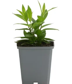 Bio Hohe Flammenblume 'Bright Eyes'