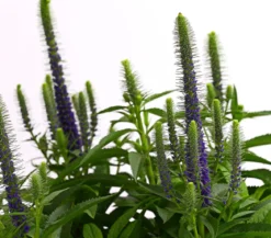 Bio Ähriger Ehrenpreis 'Ulster Dwarf Blue'
