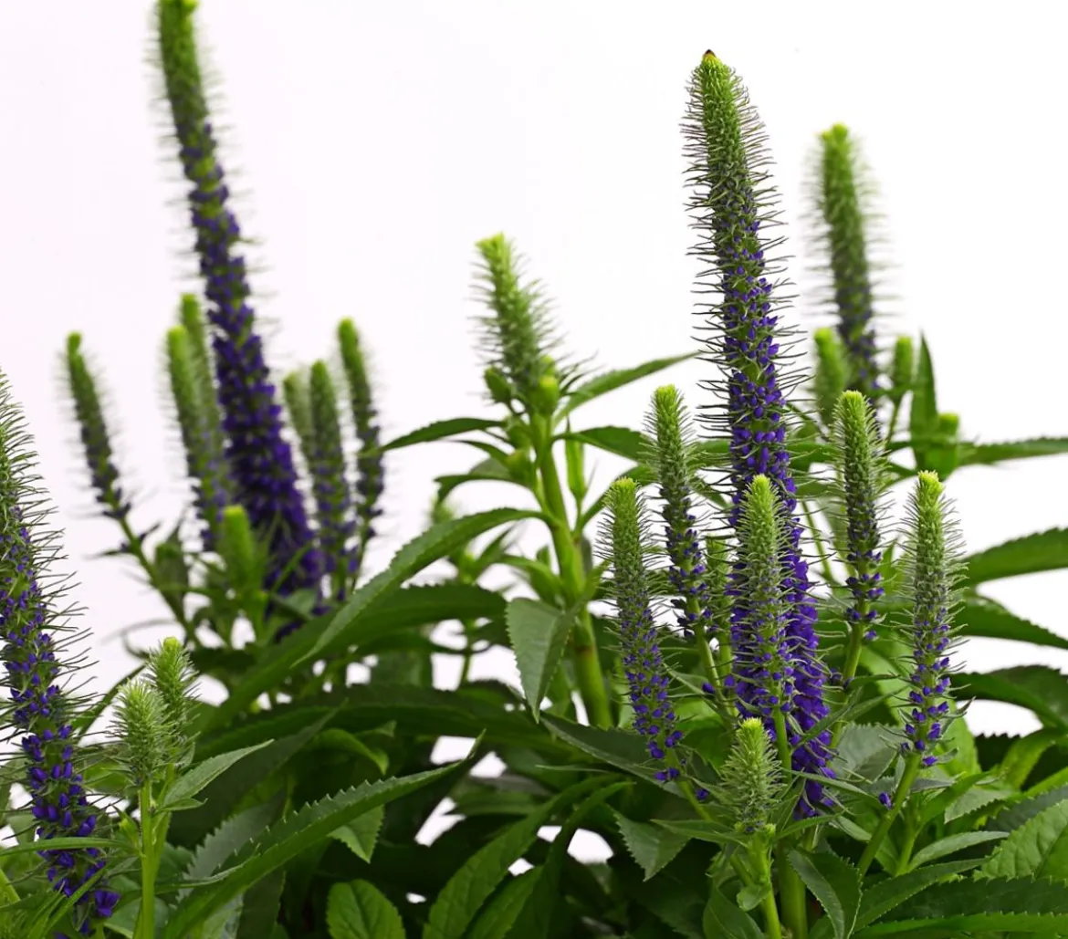 Bio Ähriger Ehrenpreis 'Ulster Dwarf Blue'