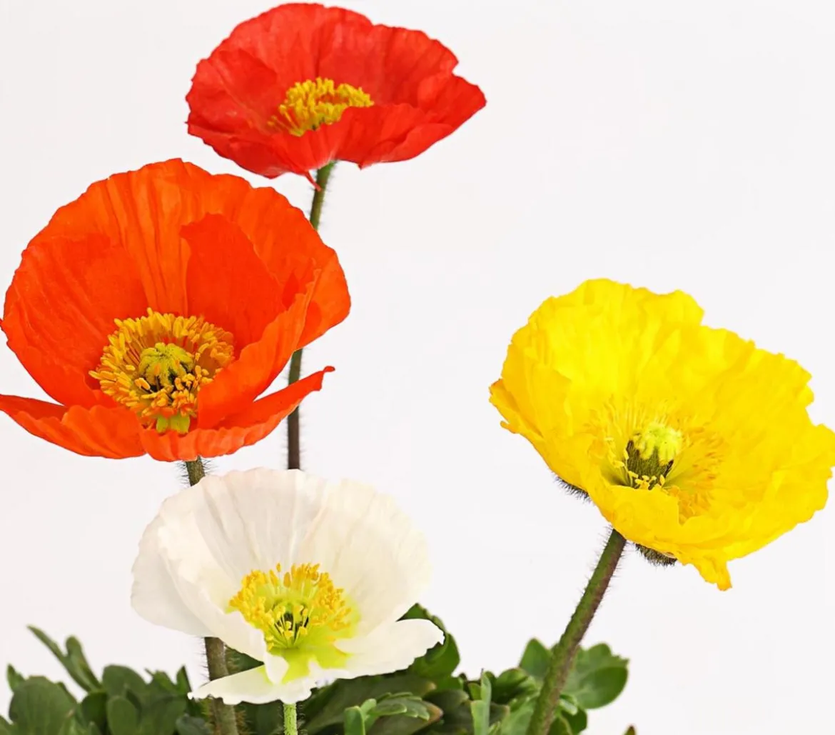 Bio Island-Mohn