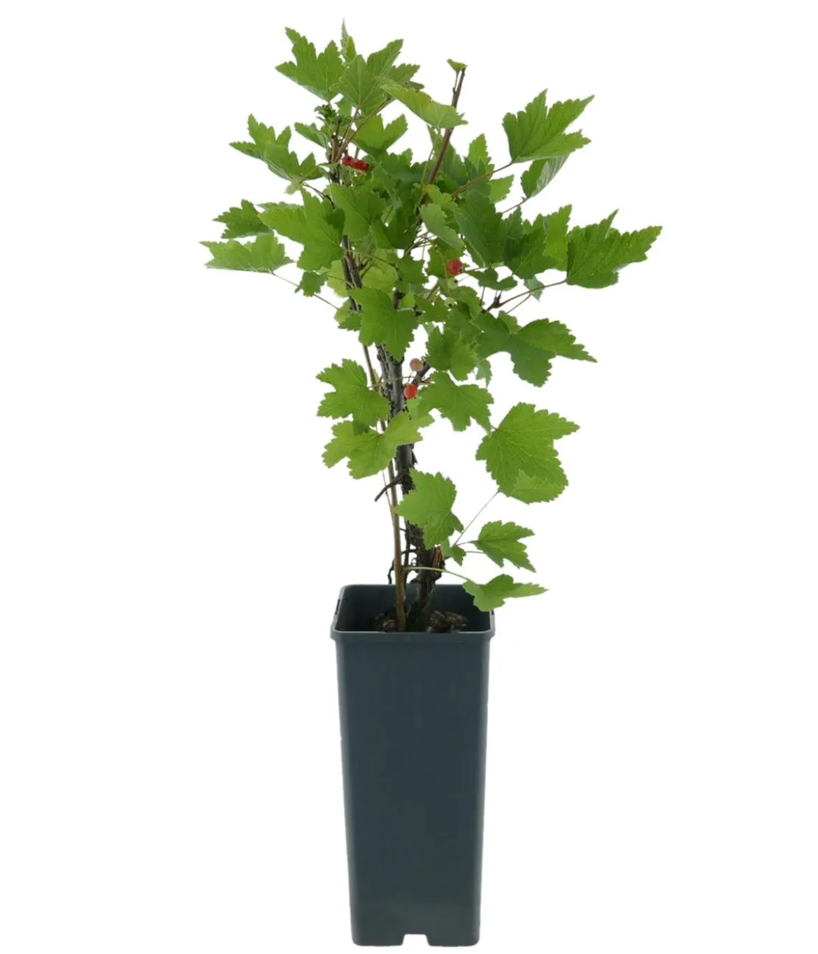 Bio Johannisbeere 'Rovada'