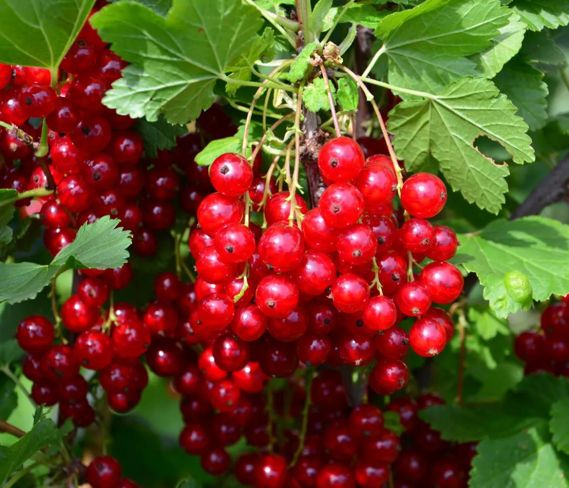 Bio Johannisbeere 'Rovada'