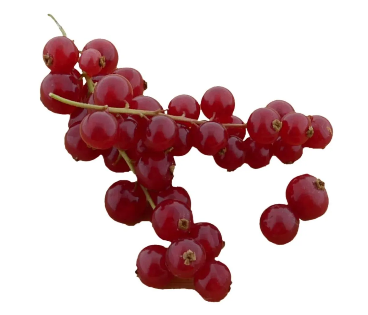 Bio Johannisbeere 'Rovada'