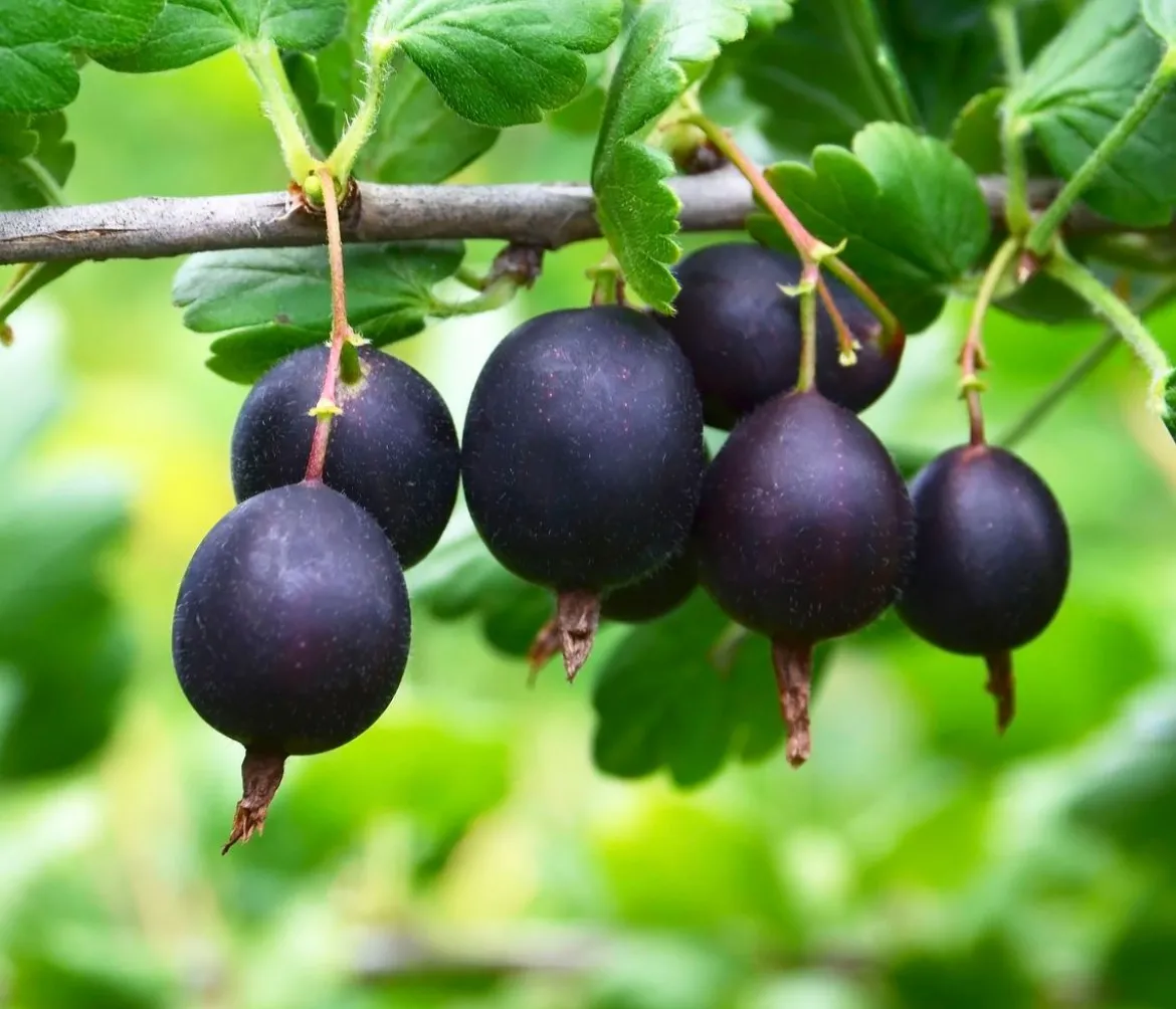Bio Jostabeere