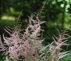 Bio Kahle Prachtspiere 'Sprite'